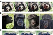 四柱排盘国际最新研究：机器人“打哈欠” 黑猩猩被传染